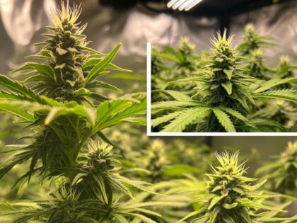 Visual timeline of cannabis growth highlighting all weed plant stages—seed germination to flowering—emphasizing the path to healthy, high-quality buds.