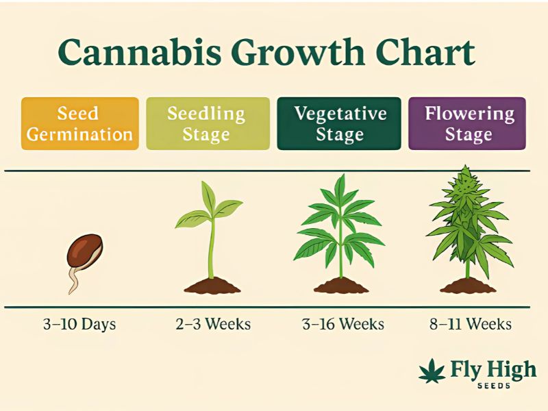 cannabis growth chart infographic