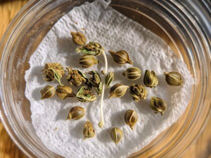 How to germinate marijuana seeds using the paper towel method with visible sprouting taproots.
