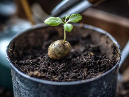 How to germinate marijuana seeds and plant sprouts in soil for healthy cannabis growth.